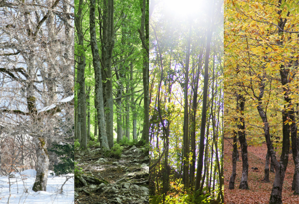 four seasons shown in this single picture by showing trees in their different states